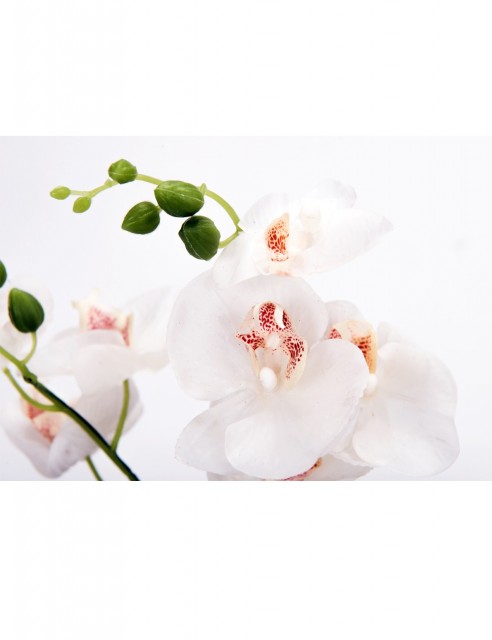 Orquídea Blanca Pequeña