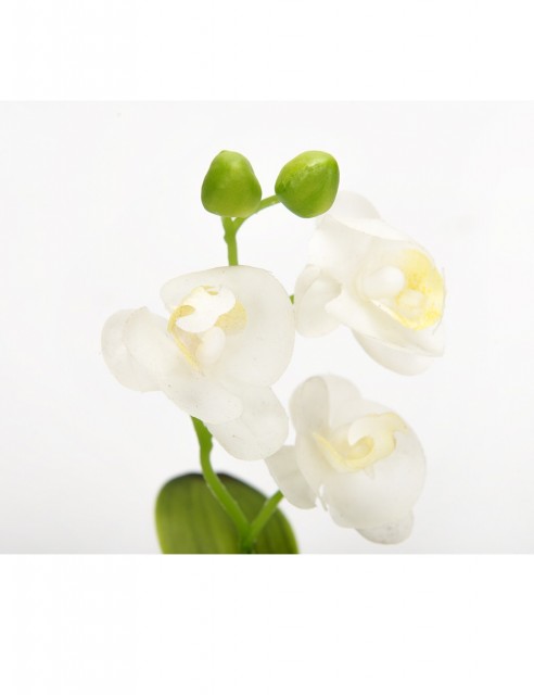 Orquídea Mini