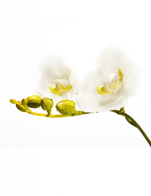 Orquídea Blanca Mediana