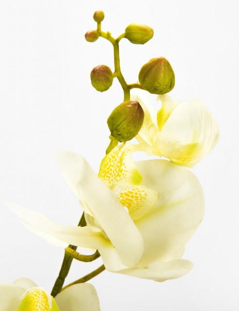 Orquídea Blanca Grande