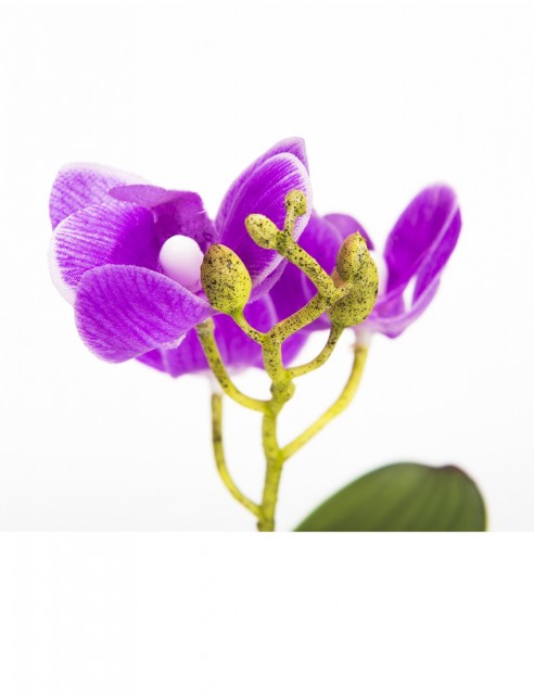 Orquídea Lila Mini