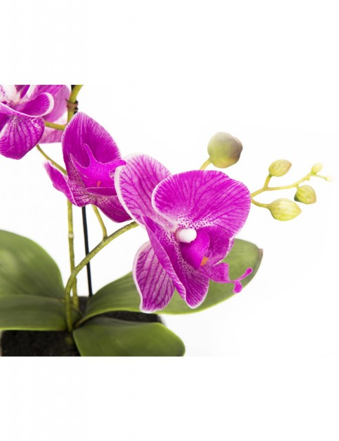 Orquídea Fucsia Mediana