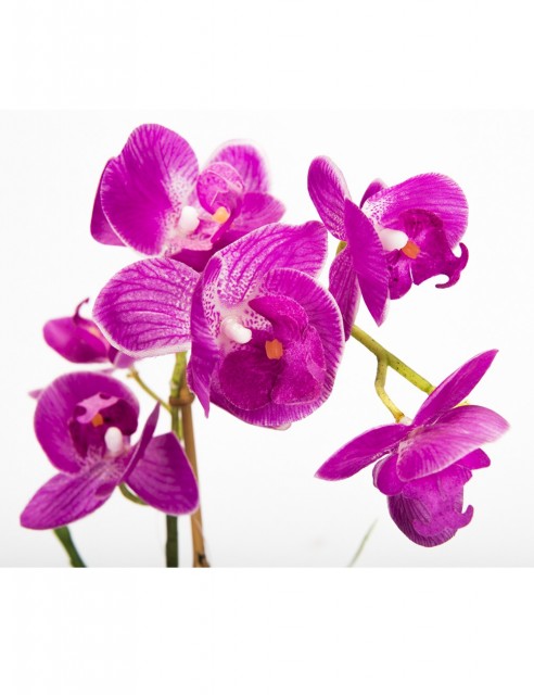 Orquídea Fucsia Grande