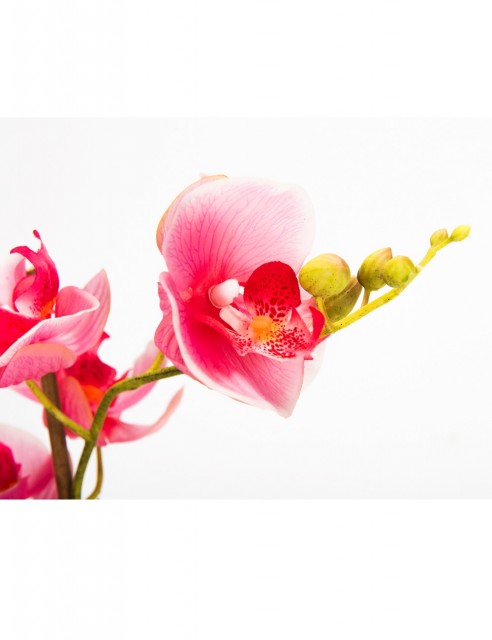 Orquídea Rosada Mediana